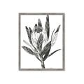 Picture of Spring Magnolia Blossoms _GroupedProduct_Rectangle_Portrait_Framed_Matted_