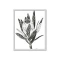 Picture of Spring Magnolia Blossoms _GroupedProduct_Rectangle_Portrait_Framed_Matted_