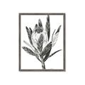 Picture of Spring Magnolia Blossoms _GroupedProduct_Rectangle_Portrait_Framed_Matted_