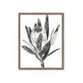 Picture of Spring Magnolia Blossoms _GroupedProduct_Rectangle_Portrait_Framed_Matted_