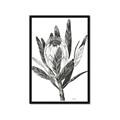 Picture of Spring Magnolia Blossoms _GroupedProduct_Rectangle_Portrait_Framed_Matted_
