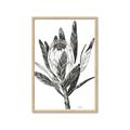 Picture of Spring Magnolia Blossoms _GroupedProduct_Rectangle_Portrait_Framed_Matted_