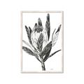 Picture of Spring Magnolia Blossoms _GroupedProduct_Rectangle_Portrait_Framed_Matted_