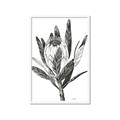 Picture of Spring Magnolia Blossoms _GroupedProduct_Rectangle_Portrait_Framed_Matted_