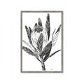 Picture of Spring Magnolia Blossoms _GroupedProduct_Rectangle_Portrait_Framed_Matted_
