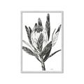 Picture of Spring Magnolia Blossoms _GroupedProduct_Rectangle_Portrait_Framed_Matted_