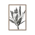 Picture of Spring Magnolia Blossoms _GroupedProduct_Rectangle_Portrait_Framed_Matted_