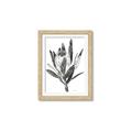 Picture of Spring Magnolia Blossoms _GroupedProduct_Rectangle_Portrait_Framed_Matted_