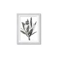 Picture of Spring Magnolia Blossoms _GroupedProduct_Rectangle_Portrait_Framed_Matted_