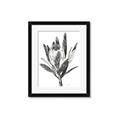 Picture of Spring Magnolia Blossoms _GroupedProduct_Rectangle_Portrait_Framed_Matted_