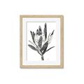Picture of Spring Magnolia Blossoms _GroupedProduct_Rectangle_Portrait_Framed_Matted_