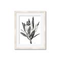 Picture of Spring Magnolia Blossoms _GroupedProduct_Rectangle_Portrait_Framed_Matted_