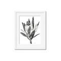 Picture of Spring Magnolia Blossoms _GroupedProduct_Rectangle_Portrait_Framed_Matted_