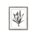 Picture of Spring Magnolia Blossoms _GroupedProduct_Rectangle_Portrait_Framed_Matted_