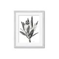 Picture of Spring Magnolia Blossoms _GroupedProduct_Rectangle_Portrait_Framed_Matted_