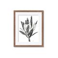 Picture of Spring Magnolia Blossoms _GroupedProduct_Rectangle_Portrait_Framed_Matted_