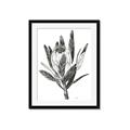 Picture of Spring Magnolia Blossoms _GroupedProduct_Rectangle_Portrait_Framed_Matted_