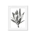 Picture of Spring Magnolia Blossoms _GroupedProduct_Rectangle_Portrait_Framed_Matted_