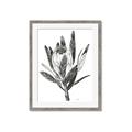 Picture of Spring Magnolia Blossoms _GroupedProduct_Rectangle_Portrait_Framed_Matted_