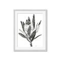 Picture of Spring Magnolia Blossoms _GroupedProduct_Rectangle_Portrait_Framed_Matted_