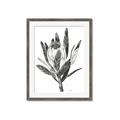 Picture of Spring Magnolia Blossoms _GroupedProduct_Rectangle_Portrait_Framed_Matted_