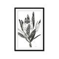 Picture of Spring Magnolia Blossoms _GroupedProduct_Rectangle_Portrait_Framed_Matted_