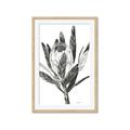 Picture of Spring Magnolia Blossoms _GroupedProduct_Rectangle_Portrait_Framed_Matted_