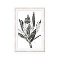 Picture of Spring Magnolia Blossoms _GroupedProduct_Rectangle_Portrait_Framed_Matted_