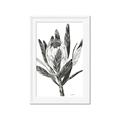 Picture of Spring Magnolia Blossoms _GroupedProduct_Rectangle_Portrait_Framed_Matted_