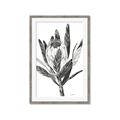 Picture of Spring Magnolia Blossoms _GroupedProduct_Rectangle_Portrait_Framed_Matted_