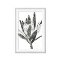 Picture of Spring Magnolia Blossoms _GroupedProduct_Rectangle_Portrait_Framed_Matted_