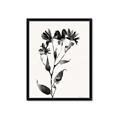 Picture of Black flower II (Ink border black ) _GroupedProduct_Rectangle_Portrait_Framed_Matted_