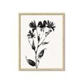 Picture of Black flower II (Ink border black ) _GroupedProduct_Rectangle_Portrait_Framed_Matted_