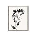 Picture of Black flower II (Ink border black ) _GroupedProduct_Rectangle_Portrait_Framed_Matted_