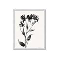 Picture of Black flower II (Ink border black ) _GroupedProduct_Rectangle_Portrait_Framed_Matted_