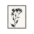 Picture of Black flower II (Ink border black ) _GroupedProduct_Rectangle_Portrait_Framed_Matted_