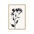 Picture of Black flower II (Ink border black ) _GroupedProduct_Rectangle_Portrait_Framed_Matted_