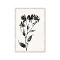 Picture of Black flower II (Ink border black ) _GroupedProduct_Rectangle_Portrait_Framed_Matted_