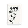 Picture of Black flower II (Ink border black ) _GroupedProduct_Rectangle_Portrait_Framed_Matted_