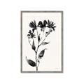 Picture of Black flower II (Ink border black ) _GroupedProduct_Rectangle_Portrait_Framed_Matted_