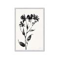 Picture of Black flower II (Ink border black ) _GroupedProduct_Rectangle_Portrait_Framed_Matted_