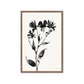 Picture of Black flower II (Ink border black ) _GroupedProduct_Rectangle_Portrait_Framed_Matted_