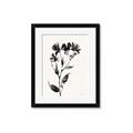 Picture of Black flower II (Ink border black ) _GroupedProduct_Rectangle_Portrait_Framed_Matted_
