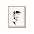Picture of Black flower II (Ink border black ) _GroupedProduct_Rectangle_Portrait_Framed_Matted_