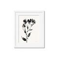 Picture of Black flower II (Ink border black ) _GroupedProduct_Rectangle_Portrait_Framed_Matted_