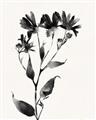 Picture of Black flower II (Ink border black ) _GroupedProduct_Rectangle_Portrait_Unframed_Print_Only_