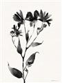 Picture of Black flower II (Ink border black ) _GroupedProduct_Rectangle_Portrait_Unframed_Print_Only_