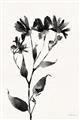 Picture of Black flower II (Ink border black ) _GroupedProduct_Rectangle_Portrait_Unframed_Print_Only_