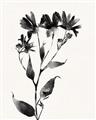 Picture of Black flower II (Ink border black ) _GroupedProduct_Rectangle_Portrait_Unframed_Print_Only_