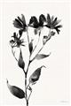 Picture of Black flower II (Ink border black ) _GroupedProduct_Rectangle_Portrait_Unframed_Print_Only_
